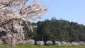 <Shimane Prefecture> Yasugi City, a row of cherry blossom trees on the Iinashi River 85260128
