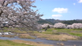 <Shimane Prefecture> Yasugi City, a row of cherry blossom trees on the Iinashi River 85260129