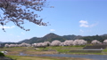 <Shimane Prefecture> Yasugi City, a row of cherry blossom trees on the Iinashi River 85260130