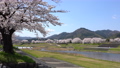 <Shimane Prefecture> Yasugi City, a row of cherry blossom trees on the Iinashi River 85260131