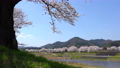 <Shimane Prefecture> Yasugi City, a row of cherry blossom trees on the Iinashi River 85260132