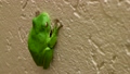 A green tree frog that breathes but doesn't move 85349882