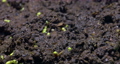 Beautiful dynamic shot of microgreen sprout growth. Growing plant Time lapse. High quality 4k footage 85370400