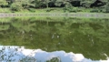 大和市泉の森公園にある夏のしらかしの池 85447627