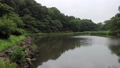 大和市泉の森公園にある夏のしらかしの池 85447630