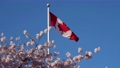 満開の桜とカナダの国旗 85450463