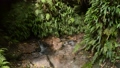 Spring water flowing from under a cliff overgrown with fern 85558013
