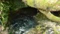 The spring water of the large spring water that springs from under the tree 85558017