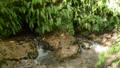 Spring water flowing from under the rocks overgrown with fern 85558019