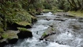 녹색 숲 아래의 침식 된 바위와 흐르는 강물 85558028
