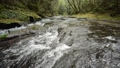 A shallow river flowing over the bedrock under the forest 85558033