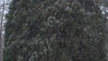 View of snowy fir trees 85594915