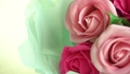 beautiful roses on a white background 85594917