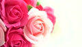 beautiful roses on a white background 85594918