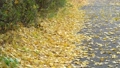 Ginkgo leaves blowing in the wind 85594919