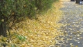 Bicycle on the road with fallen yellow ginkgo leaves in autumn 85594920