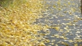 Feet of a person walking on a road with fallen yellow ginkgo leaves 85594921