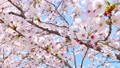 風に揺れる滋賀県野洲市三上の桜 85607654