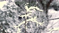 雪の積もったイチョウの木の枝 85613856
