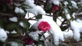 雪の中に咲く山茶花 85613964