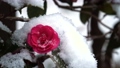 雪の中に咲く山茶花 85613965