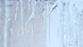 【冬】凍った氷柱から水滴が滴る様子　フィクス撮影 85763853