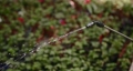 Water coming out of sprinkler close up view 85877358