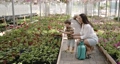 Woman with her son watering plants in a greenhouse 85877379