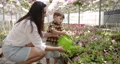 Woman with her son watering plants in a greenhouse 85877415