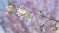 Blossoming Japanese cherry, time-lapse 86082099