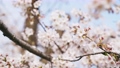 満開の桜　花見 86192090