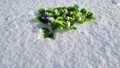 A clearing of the first spring snowdrops made of handmade soap in the snow 86302790