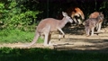 The red kangaroo, Macropus rufus is the largest of all kangaroos, the largest terrestrial mammal native to Australia, and the largest extant marsupial. 86540403