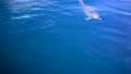 ダイビングするイルカのクローズアップ 86910049