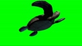 turtle swimming on green screen 87100067