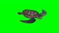 turtle swimming on green screen 87100068
