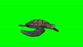 turtle swimming on green screen 87100070