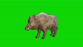 wild boar attacking on green screen 87100223