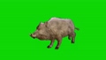wild boar running on green screen 87100226