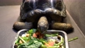 お昼の野菜を食べるカメ 87294354