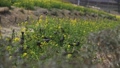 ヒヨドリ　集団で菜の花の食事風景 87625439