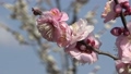 枝先に咲くピンク色の梅の花のクローズアップ 87690432