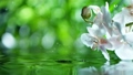 White orchid flower with water drops over the water , relaxation with water ripple drops concept 87715207