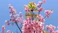 青空を背景にピンクの花が咲いた河津桜の枝 87827783