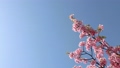 青空を背景にピンクの花が咲いた河津桜の枝 87827784