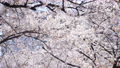 Beautiful yoshino sakura blooming in spring 88207881