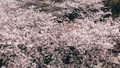 Pink Cherry blossom tree in spring 88207882