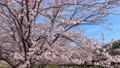 히지카와 친수공원의 벚꽃 가나가와현 후지사와시 오오야마 88352057