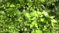 春の緑色の葉のモミジ。手前にボケたアップのモミジ。後ろのモミジにピント。 88530196