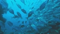 珊瑚礁で群れるギンガメアジ (タイ王国、スリン海洋公園、リチェリューロック) 88599330